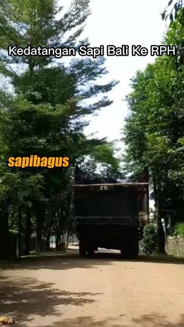 Kedatangan-Sapi-Bali-RPH